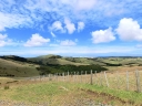 whangarei (37)